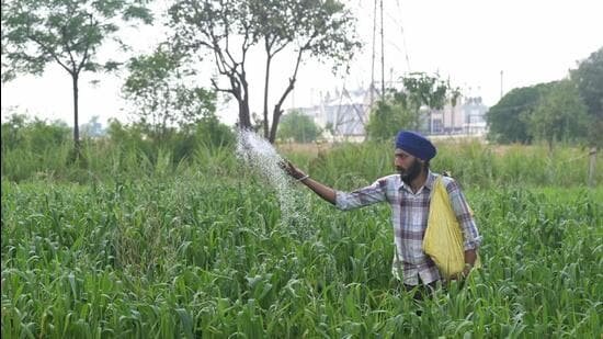 A farmer sprinkles fertiliser on crops in a field on the outskirts of Amritsar on April 9 (AFP FILE)