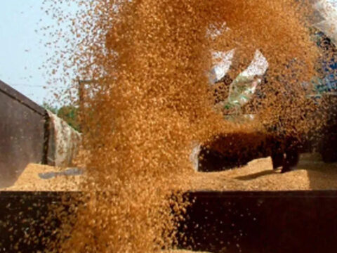 India begins wheat exports after four-year hiatus on bumper crop