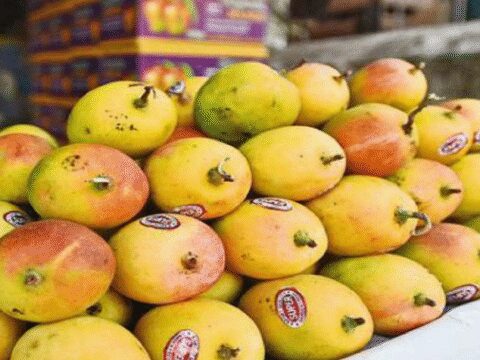 No Love in Tokyo for Mangoes from India this Season