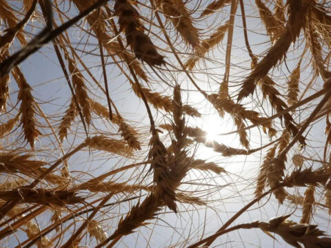 Wheat output likely to rise by 2.29% to 120.65 mn tons for 2025-26