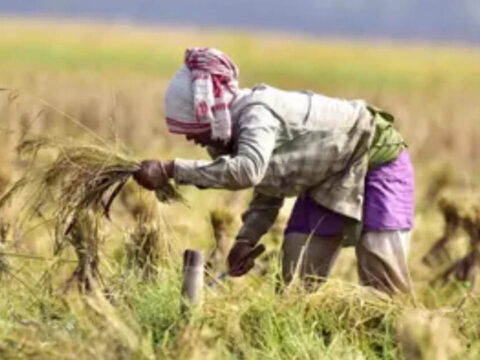 India becomes world's largest rice producer