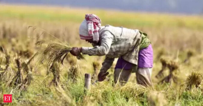 India becomes world's largest rice producer