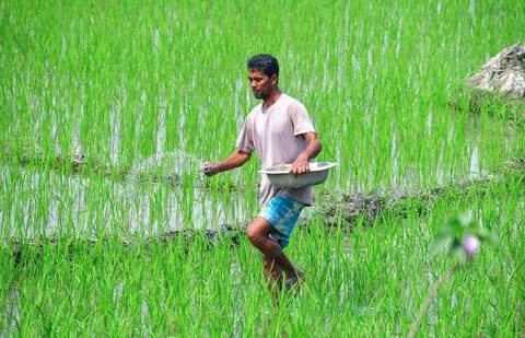 A farmer sprinkles fertiliser on a paddy field in Nagaon district of Assam. (ANI)