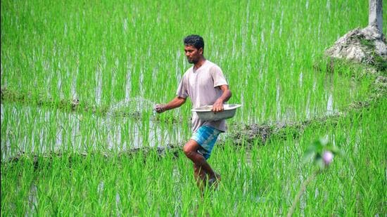 A farmer sprinkles fertiliser on a paddy field in Nagaon district of Assam. (ANI)