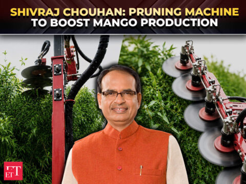 icar cish lucknow: Agriculture Minister Shivraj Chouhan shows pruning technology to revive old mango trees in Lucknow - The Economic Times Video
