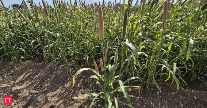 Beyond rice, wheat: Why India must revive native ‘orphan crops’ for protein security ET logo