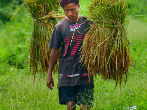 Odisha doubles rice milling charges, to encourage paddy procurement