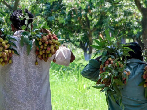 India exports 1-tonne of GI-tagged Tezpur Litchi to Dubai India exports 1-tonne of GI-tagged Tezpur Litchi to Dubai