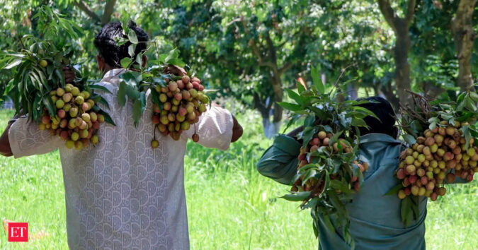 India exports 1-tonne of GI-tagged Tezpur Litchi to Dubai India exports 1-tonne of GI-tagged Tezpur Litchi to Dubai