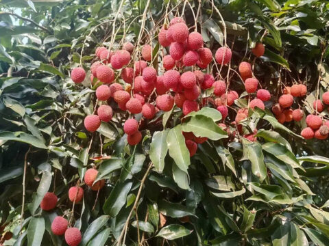 Assam’s GI-tagged Tezpur litchi reaches Dubai in first export shipment ET logo