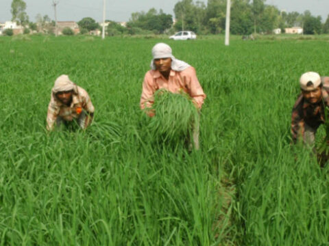 Global rice production was 713 million tonnes per year during 2006-2015, saw growth: Study ET logo