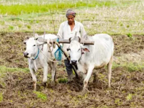 Weak monsoon threat looms; food inflation fears rise