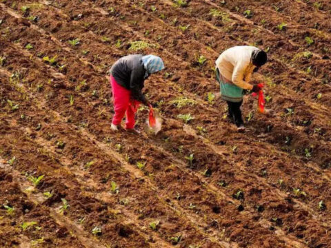 India eyes biofertilisers after Mideast war stoked supply fears ET logo