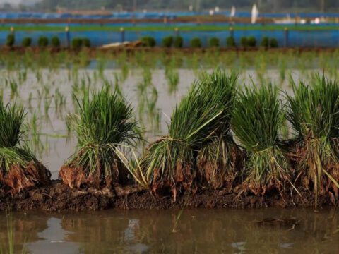 Govt readies farm safety net with banks, insurers as El Nino looms ET logo
