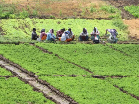 El Nino fear pushes farmers in Srikakulam and Vizianagaram towards water-saving paddy methods ET logo