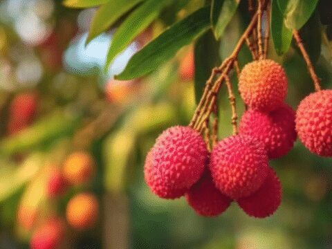 India’s first export of fresh Uttarakhand Litchi to Italy marks entry into European market
