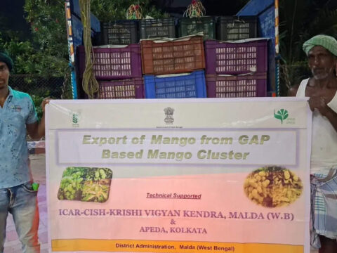 Bengal: Malda mango exports touch 10 tonnes in one week; 100-tonne shipment expected this season ET logo