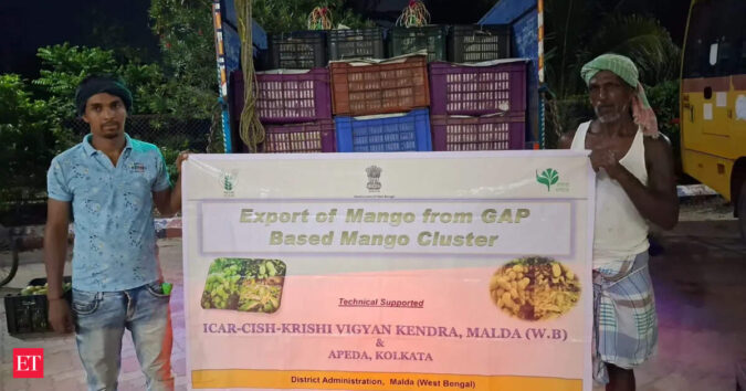 Bengal: Malda mango exports touch 10 tonnes in one week; 100-tonne shipment expected this season ET logo