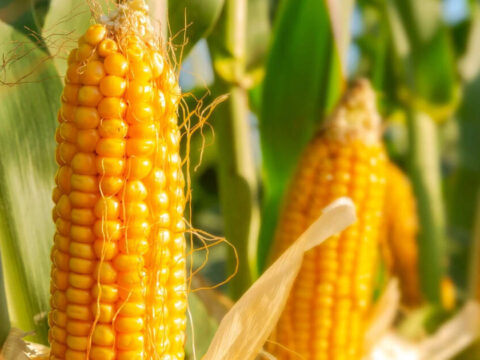 India corn exports set for three-year high on competitive pricing ET logo