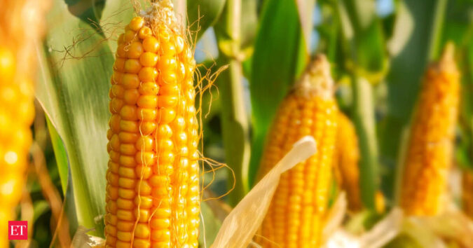 India corn exports set for three-year high on competitive pricing ET logo