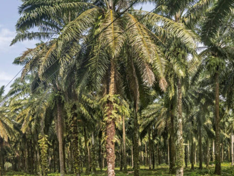 Godrej Agrovet to set up Rs 300-cr oil palm complex in Telangana ET logo