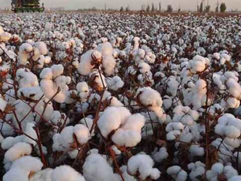 Cotton sowing picks up in July as monsoon revives, still below last year ET logo