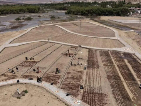 Development of India’s highest commercial Lilium cultivation field starts in Ladakh ET logo