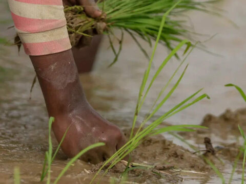 ICAR to cap rice, wheat area under crop diversification plan; forms 52 task teams for 2047 roadmap ET logo