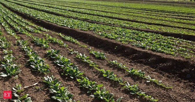 Crop prices hit three-year high as heat, war stoke supply fears ET logo