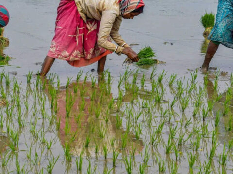Need for balanced regulatory system to promote use of bio-tech in farm sector: ICAR DG ET logo