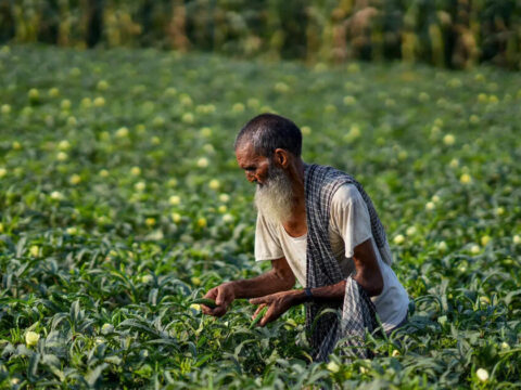 Poor Rains Push Farmers Towards Low-Water Crops