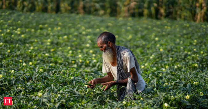 Poor Rains Push Farmers Towards Low-Water Crops