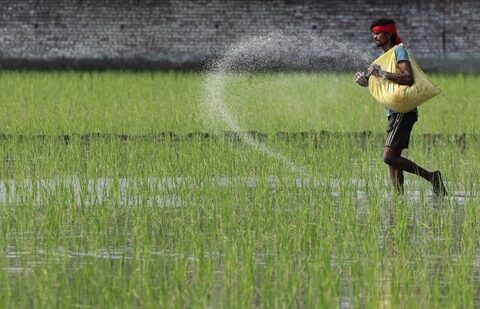India produces roughly 75% of its urea, 45% of its DAP, and 50% of its NPK fertiliser requirements, while its MOP supply is entirely dependent on imports. (FILE PHOTO)
