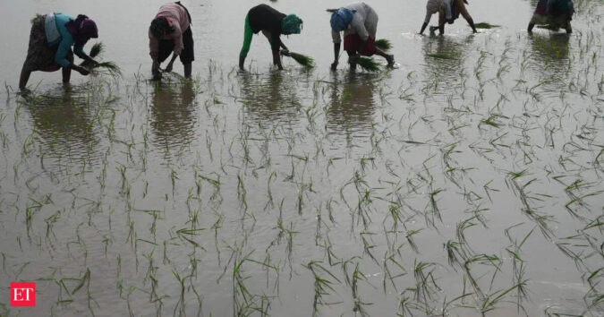 Global crop survey key highlight of upcoming rice conference ET logo