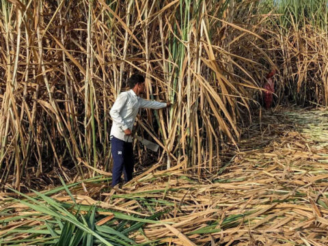 Sugar mills unlikely to advance crushing season despite promise to govt: Industry officials