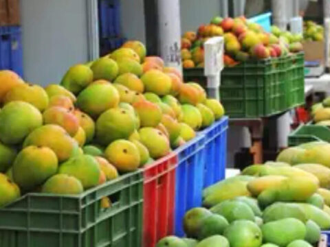 India widens export basket: Amrapali mangoes, premium cherries, frozen French fries find new markets ET logo