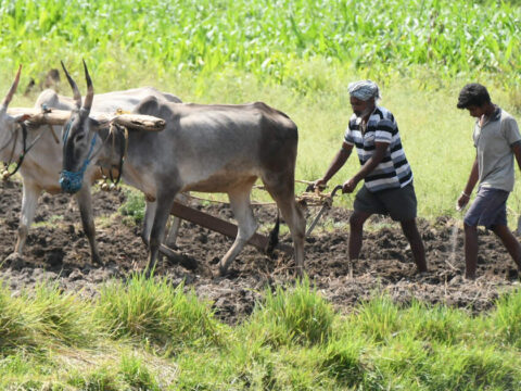 Kharif sowing recovers after July rains Kharif sowing recovers after July rains