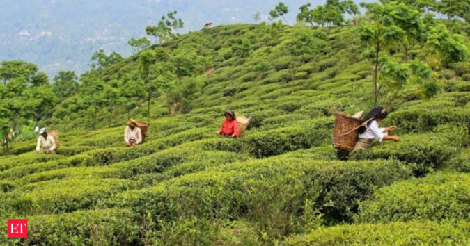 North Indian tea industry faces crisis as auction prices drop 17% amid production challenges ET logo