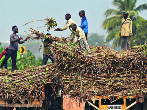 Sugar supply likely to improve on switch to fortnightly quota