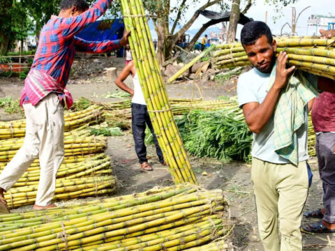 Maharashtra sugarcane farmers seek higher prices after sugar rally Maharashtra sugarcane farmers seek higher prices after sugar rally