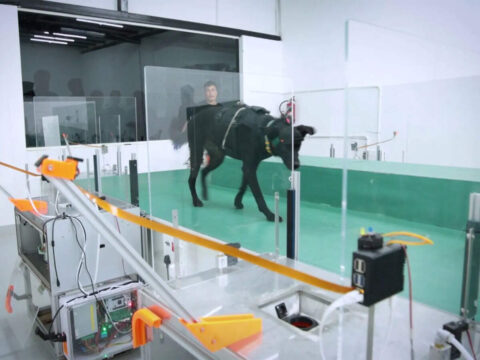 Dognosis: Bengaluru-based startup leans on cancer-sniffing dogs and AI for early detection