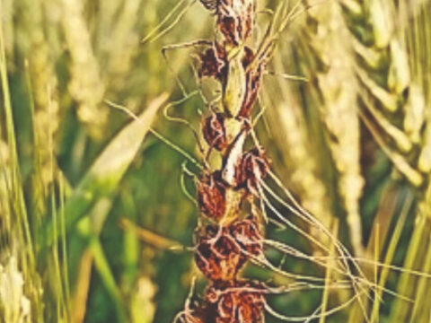 Deficient monsoon, weak September rainfall pose risks to rabi crops: Crisil