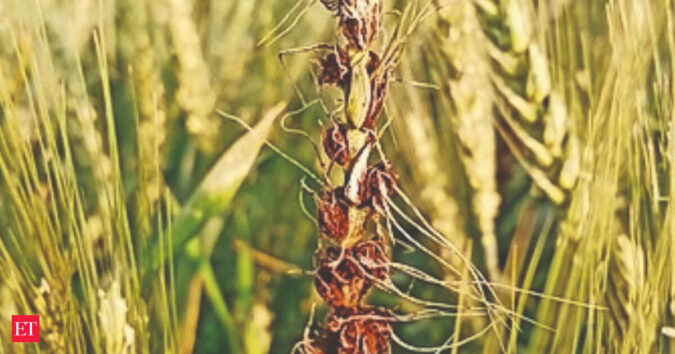 Deficient monsoon, weak September rainfall pose risks to rabi crops: Crisil Deficient monsoon, weak September rainfall pose risks to rabi crops: Crisil