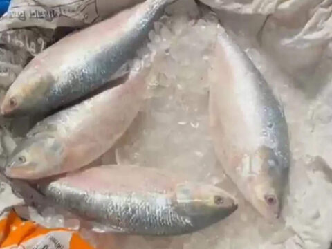 In reverse flow, India exports 500 tonnes of hilsa to Bangladesh in two months: Fish traders ET logo