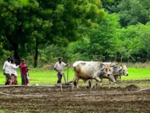 Kharif data gives India a pleasant advance glimpse of the year’s pickings; full picture a little while away ET logo
