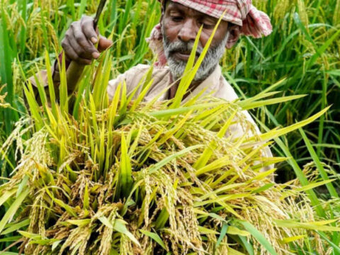 Agriculture minister Shivraj Singh Chouhan asks states to prioritise pulses, oilseeds in rabi crop plans Agriculture minister Shivraj Singh Chouhan asks states to prioritise pulses, oilseeds in rabi crop plans