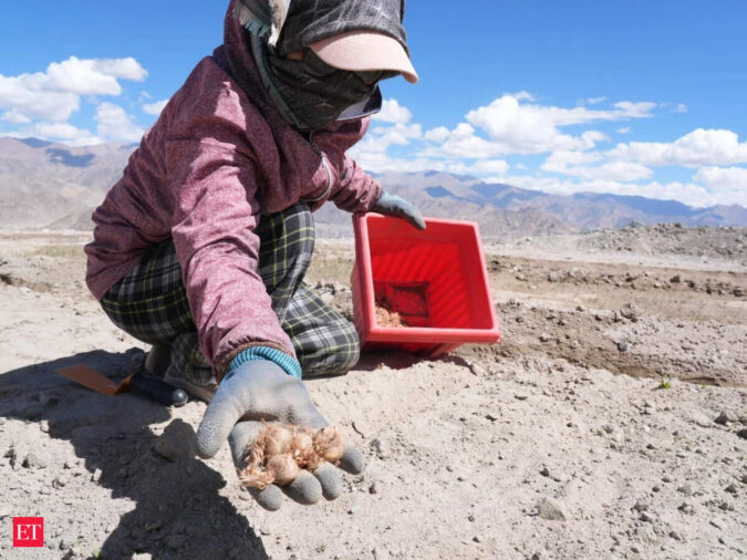 From barren desert to red gold: Saffron cultivation debuts in Ladakh ET logo