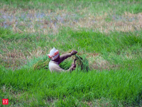 Drought, fodder crisis push Latur farmers to harvest sugarcane for cattle feed ET logo