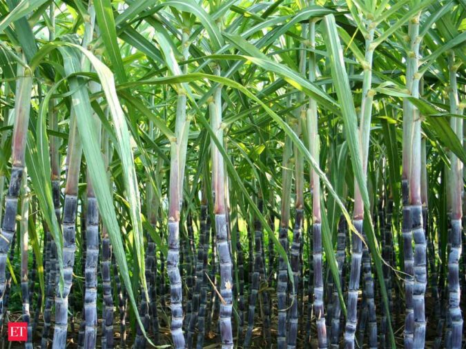 Centre to set up high-level committee within a week to address sugarcane farmers’ grievances ET logo