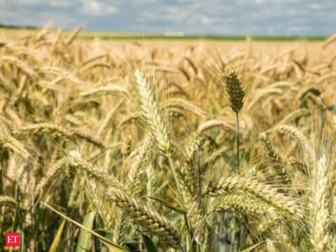 Wheat sowing faces heat from water shortage this winter ET logo